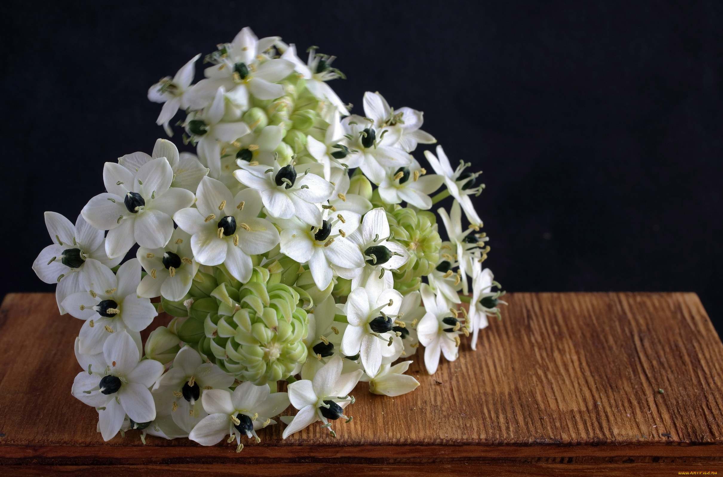 chincherinchee, , 